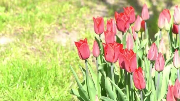 Los Tulipanes Rojos Florecen Primavera Blur Bokeh Naturaleza Flor Tulipán — Vídeos de Stock