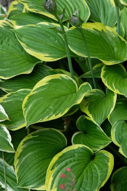 Bahçe bitkileri pansiyonu. Yeşil yapraklar arka plan. Yaz çiçeği doğası. Yaprak.