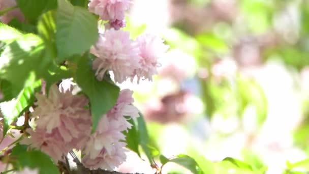 Kiraz Çiçeği Bulanıklığı Bahar Zamanı Pembe Çiçekler Gün Işığında Ağaç — Stok video