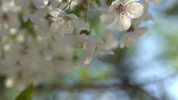 White Cherry Blossoms Sway Wind Spring Flowering Fruit Tree Garden — Stock Video