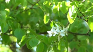 Yeşil yapraklar. Rüzgarda sallanan beyaz elma ağacı çiçekleri. Bahar çiçeği bahçesi. Çiçek doğal bir geçmişi var. Gün ışığında narin çiçekler. Bulanık bokeh doğa. Çiçek tomurcuğu Yaprak yakın çekim