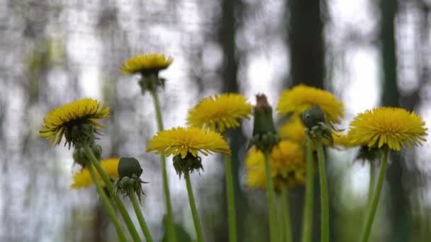 黄花在绿色的草地上绽放 蒲公英在风中绽放 自然背景 阳光下的嫩芽 植物花瓣 植物学之美花绽放 野地植物 绽放的心情 — 图库视频影像