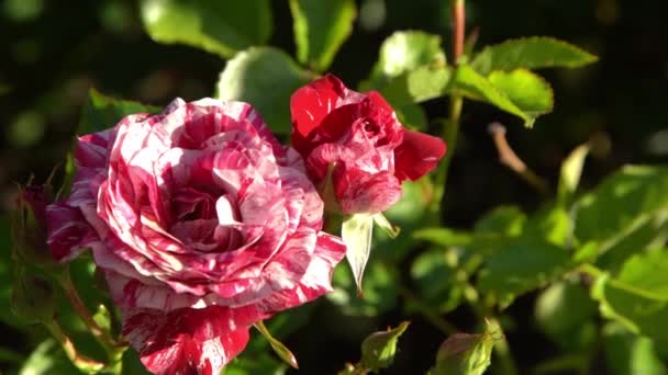 Czerwone Białe Róże Bush Ogrodzie Pączek Róży Letnie Płatki Kwiatów — Wideo stockowe