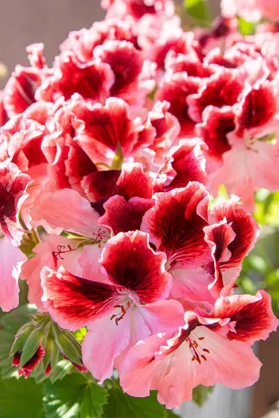 Pink Pelargonium Flowers Bud Close Grow Flower Pot Botanical Petal —  Fotos de Stock