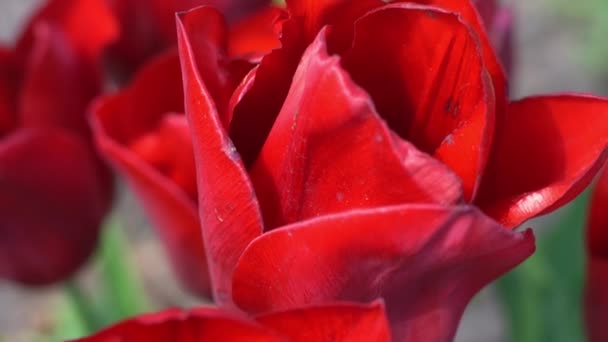 Rode Tulpen Bloeien Het Voorjaar Waas Bokeh Tulp Bloem Natuur — Stockvideo