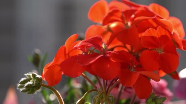 Červená Květina Pelargonium Houpe Větru Zahradní Pozadí Pěstovat Květiny Muškátu — Stock video