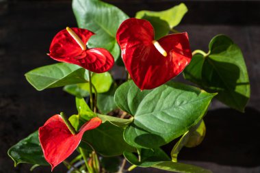 Siyah arka planda Anthurium tomurcukları. Sarı merkezli kırmızı ev çiçeği. Kalp şeklinde bir çiçek gibi. Anthurium andraeanum Araceae veya Arum misafirperverliği simgeler. Kırmızı flamingo anthurium. Yaprak yaprağı
