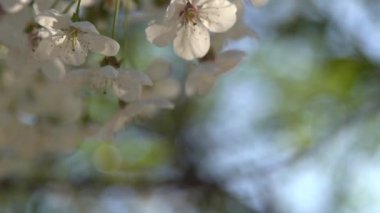Beyaz kiraz çiçekleri rüzgarda sallanıyor. Bahar çiçekli meyve ağacı bahçesi. Çiçek doğal bir geçmişi var. Gün ışığında narin çiçekler. Bulanık bokeh doğa. Çiçek tomurcuğu Yaprak yakın çekim. Estetik