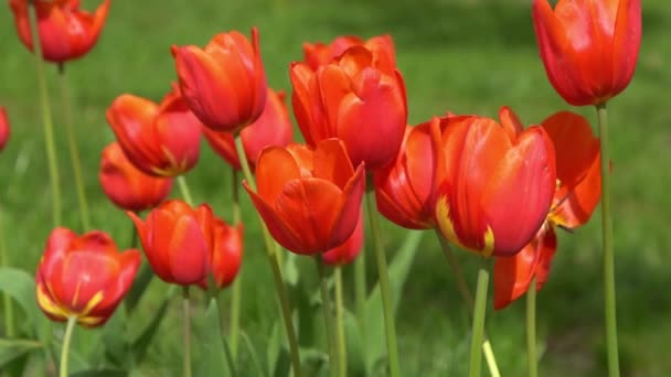 튤립은 식물학적 식물원 봉오리 꽃피는 아름다운 심미적 식물이죠 바람이 흔들리고 — 비디오
