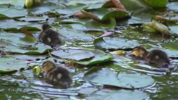 Kiskacsák Úsznak Tavon Vadkacsa Természetben Folyó — Stock videók
