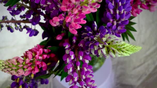 ルピナスの花束 多色の夏の花ピンクと紫が灰色の背景にあります ルパンの花の芽 夏の花の背景 — ストック動画