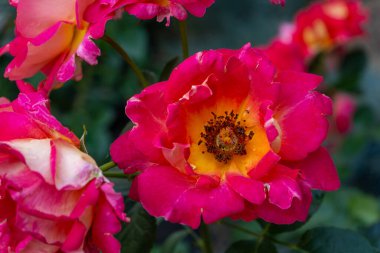 Pembe güller. Bahçedeki çalılık. Turuncu gül goncası. Yaz çiçeği yaprakları. Doğada kırmızı gül tomurcuğu. Dallar ve yapraklar. Botanik fabrikası.