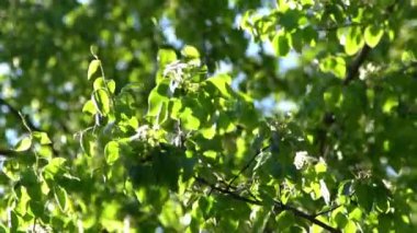 Yeşil yapraklar. Rüzgarda sallanan beyaz elma ağacı çiçekleri. Bahar çiçeği bahçesi. Çiçek doğal bir geçmişi var. Gün ışığında narin çiçekler. Bulanık bokeh doğa. Çiçek tomurcuğu Yaprak yakın çekim
