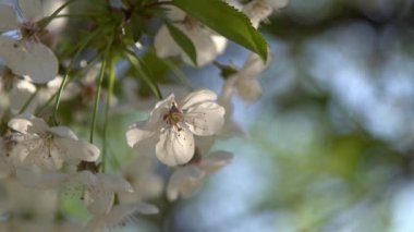 Beyaz kiraz çiçekleri rüzgarda sallanıyor. Bahar çiçekli meyve ağacı bahçesi. Çiçek doğal bir geçmişi var. Gün ışığında narin çiçekler. Bulanık bokeh doğa. Çiçek tomurcuğu Yaprak yakın çekim. Estetik