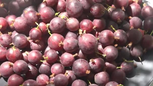 Kruisbessen Een Bord Tafel Vitamine Zomervoedsel Berry Oogst Bovenaanzicht Roze — Stockvideo