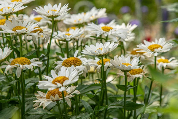 Ένας Θάμνος Λευκές Μαργαρίτες Στον Κήπο Καλοκαιρινό Λουλούδι Κηπουρική Μπουμπούκια — Φωτογραφία Αρχείου