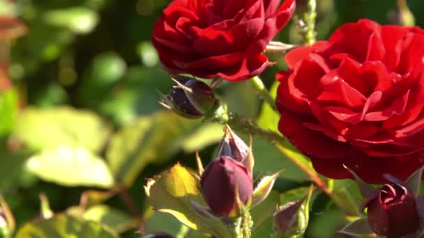 Des Roses Rouges Bush Dans Jardin Rosebud Pétales Fleurs Été — Video