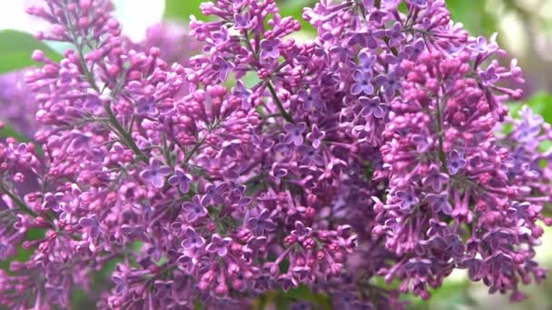ライラックの花の枝 花の背景天然春 ライラックの花芽を咲かせます 春の時間色 美しい紫色の花弁の植物 植物相審美的な気分夏の庭ピンクのライラック風の揺れ — ストック動画
