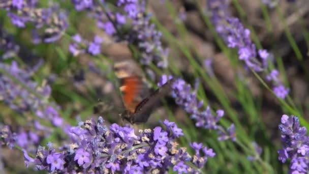 Fioletowe Kwiaty Lawendy Krzak Motyl Kwiatach Polu Środowisko Naturalne Wyhoduj — Wideo stockowe