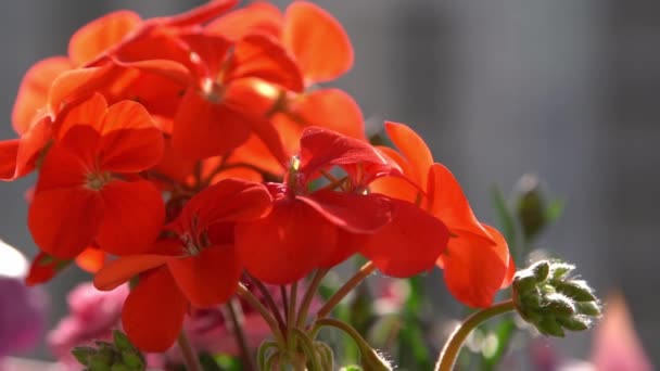 Κόκκινο Λουλούδι Pelargonium Ταλάντευση Στον Άνεμο Κήπος Φόντο Καλλιεργήστε Λουλούδια — Αρχείο Βίντεο