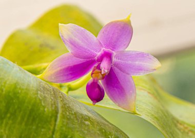 Orkideler mor sarı tomurcuk. Orkide pembe flora arka planı. Phalaenopsis bitkisi. Hassas yaprak çiçeği yakından. Nadir çeşitlilik.