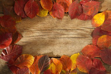 Sonbahar arkaplanı. Çerçeve. Uzayı kopyala Kırmızı, ahşap arka plandaki ağaçlardan portakal yaprakları. Önder yaprağı.