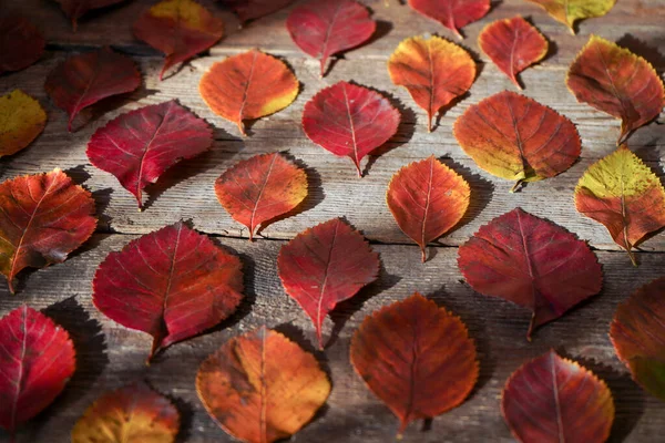 Φθινόπωρο Φόντο Κόκκινα Πορτοκαλί Φύλλα Από Δέντρα Ξύλινο Φόντο Φύλλα — Φωτογραφία Αρχείου