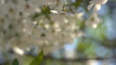 Beyaz kiraz çiçekleri rüzgarda sallanıyor. Bahar çiçekli meyve ağacı bahçesi. Çiçek doğal bir geçmişi var. Gün ışığında narin çiçekler. Bulanık bokeh doğa. Çiçek tomurcuğu Yaprak yakın çekim. Estetik
