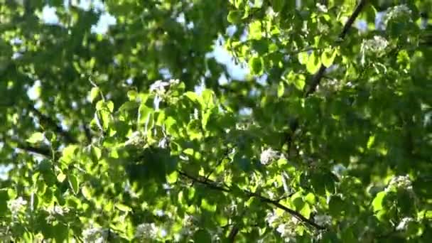 Groene Bladeren Witte Appelboom Bloeit Wind Voorjaarstuin Bloemen Natuurlijke Achtergrond — Stockvideo