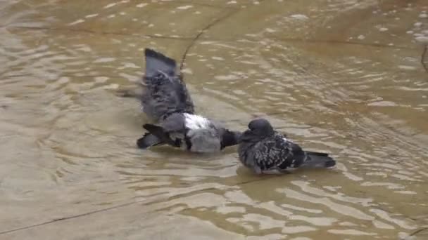 鸽子在喷泉里洗澡 鸽子是一种城市鸟 鸽子在水里 慢动作 — 图库视频影像