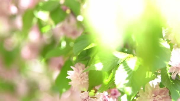 Цветущая Сакура Размыта Розовые Цветы Весной Дерево Сад Солнечном Свете — стоковое видео