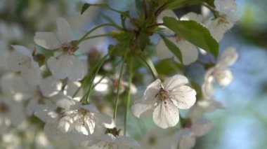 Beyaz kiraz çiçekleri rüzgarda sallanıyor. Bahar çiçekli meyve ağacı bahçesi. Çiçek doğal bir geçmişi var. Gün ışığında narin çiçekler. Bulanık bokeh doğa. Çiçek tomurcuğu Yaprak yakın çekim. Estetik