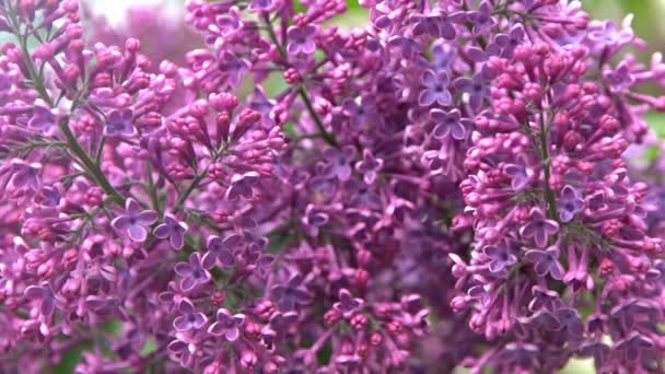 Lilac Květinová Větev Květinové Pozadí Přírodní Jaro Kvetoucí Šeříkový Poupě — Stock video