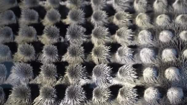 金属ダンスのフェロマグネット粒子 グレー抽象化 金属粒子と磁石のフェロマグネシズム 磁石の作用について 物理学の背景 — ストック動画
