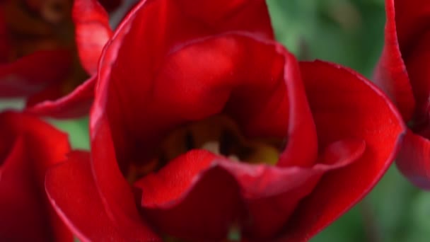 红色的郁金香在春天开花 模糊的Bokeh 郁金香花的本质 植物的背景 植物园 开朗的心情美丽的花瓣植物 风和日丽的心情在摇曳 — 图库视频影像