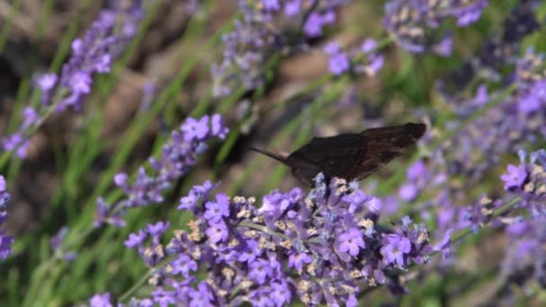 Fialový Keř Levandulových Květů Motýl Květině Poli Přírodní Pozadí Pěstujte — Stock video