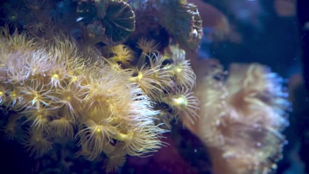 Gele Zeewier Koralen Onder Water Zeeleven Oceaannatuur Achtergrond — Stockvideo