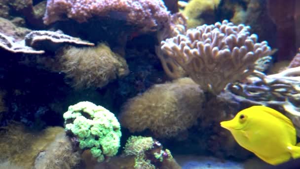 Peixe Amarelo Listrado Peixes Nadam Entre Algas Recifes Coral Fundo — Vídeo de Stock