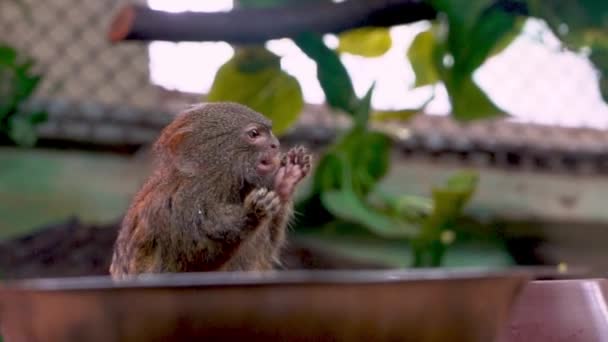 Little Monkey Eating Funny Animal Fauna — Stock Video