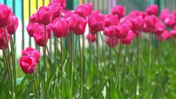 春にピンクのチューリップが咲く ブラーボケ チューリップの花の性質 花の背景 植物園 開花芽 気分が開花 美しい審美的な花弁の植物 風の揺れ 晴れた日 — ストック動画