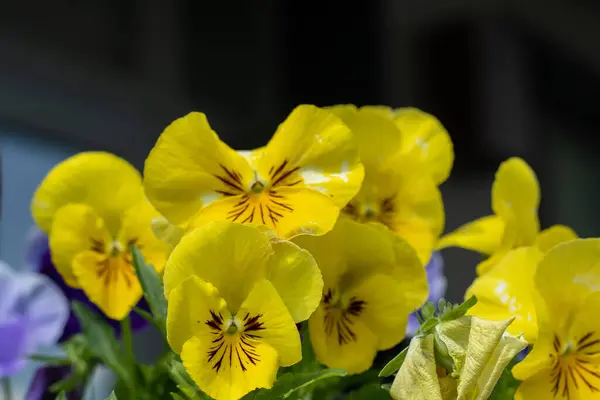 Yellow Pansies Flowers Nature Garden Background Grow Pansy Viola Flower — Stock Photo, Image