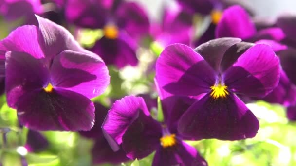 Pálidas Violetas Roxas Oscilam Vento Fundo Jardim Cultive Uma Flor — Vídeo de Stock
