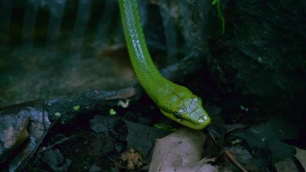 Serpiente Verde Arrastra Animal Salvaje Fondo Naturaleza — Vídeos de Stock