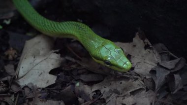Yeşil yılan sürünüyor. Vahşi hayvan. Doğa arkaplanı