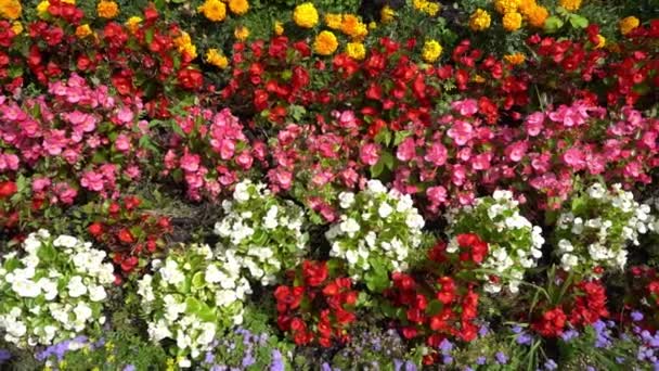 Begonie Multicolori Aiuola Strada Begonia Rossa Rosa Bianca Disposizione Floreale — Video Stock