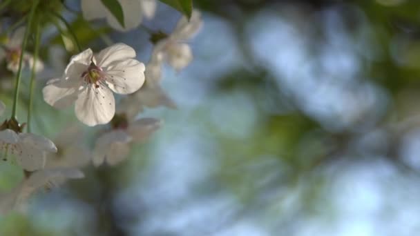 Белые Цветущие Вишни Висят Ветру Весенний Цветущий Фруктовый Сад Цветочный — стоковое видео