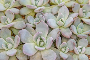 Çiçek tipi Echeveria Jelly Snow Angel. Sulu kaktüs bitkisi. Yeşil çiçek doğası bitki örtüsü. Evde kaktüs yetiştiriyorum. Çiçekçilik. Doğal estetiği terk eder. Flora yaprağı dokusu.