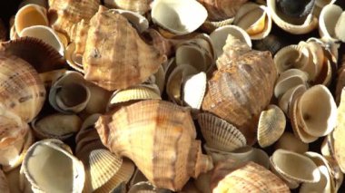 Kumsalda deniz kabukları. Yaz dönemi. Rapan deniz kabuğu kabuğu üst görünümü. Bej açık renk. Estetik minimalizm. Doğa güzelliği. Çok renkli deniz kabuklarının karışımı. Okyanus kıyısında. Deniz kabuğu güneş ışığı