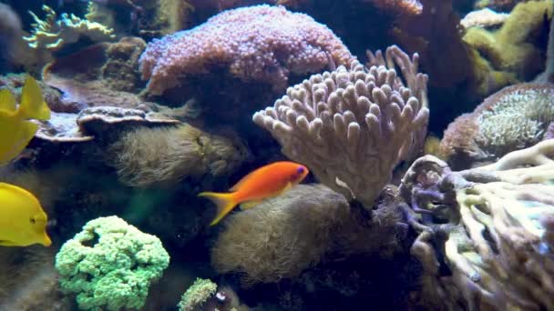 Peixe Amarelo Listrado Peixes Nadam Entre Algas Recifes Coral Fundo — Vídeo de Stock