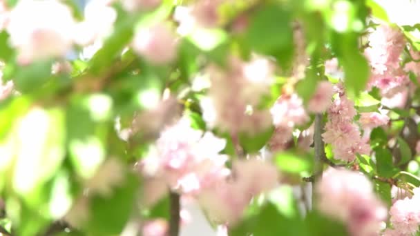桜がぼやけている 春にピンクの花を咲かせます 日光の下で木の庭 花の自然な背景 花弁の蕾の花 美しい穏やかな気分 軽い中性最小限 自然開花植物相 — ストック動画